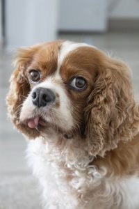 The temperament of the Cavalier King Charles Spaniel